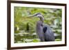 Wa, Juanita Bay Wetland, Great Blue Heron, Ardea Herodias-Jamie And Judy Wild-Framed Photographic Print