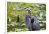 Wa, Juanita Bay Wetland, Great Blue Heron, Ardea Herodias-Jamie And Judy Wild-Framed Photographic Print