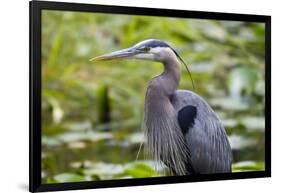 Wa, Juanita Bay Wetland, Great Blue Heron, Ardea Herodias-Jamie And Judy Wild-Framed Photographic Print