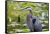 Wa, Juanita Bay Wetland, Great Blue Heron, Ardea Herodias-Jamie And Judy Wild-Framed Stretched Canvas