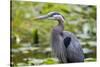 Wa, Juanita Bay Wetland, Great Blue Heron, Ardea Herodias-Jamie And Judy Wild-Stretched Canvas