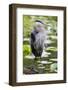 Wa, Juanita Bay Wetland, Great Blue Heron, Ardea Herodias-Jamie And Judy Wild-Framed Photographic Print