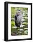 Wa, Juanita Bay Wetland, Great Blue Heron, Ardea Herodias-Jamie And Judy Wild-Framed Photographic Print