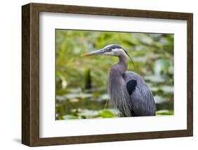 Wa, Juanita Bay Wetland, Great Blue Heron, Ardea Herodias-Jamie And Judy Wild-Framed Photographic Print