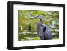 Wa, Juanita Bay Wetland, Great Blue Heron, Ardea Herodias-Jamie And Judy Wild-Framed Photographic Print