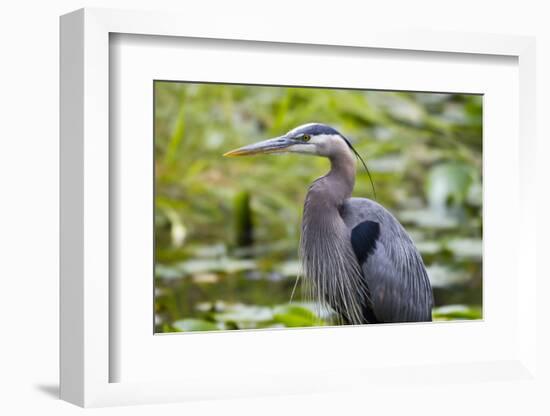 Wa, Juanita Bay Wetland, Great Blue Heron, Ardea Herodias-Jamie And Judy Wild-Framed Photographic Print