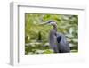 Wa, Juanita Bay Wetland, Great Blue Heron, Ardea Herodias-Jamie And Judy Wild-Framed Photographic Print