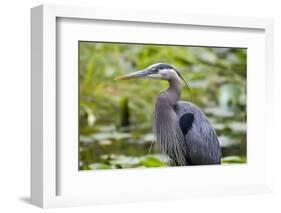 Wa, Juanita Bay Wetland, Great Blue Heron, Ardea Herodias-Jamie And Judy Wild-Framed Photographic Print