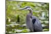 Wa, Juanita Bay Wetland, Great Blue Heron, Ardea Herodias-Jamie And Judy Wild-Mounted Photographic Print