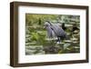 Wa, Juanita Bay Wetland, Great Blue Heron, Ardea Herodias-Jamie And Judy Wild-Framed Photographic Print