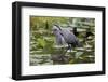 Wa, Juanita Bay Wetland, Great Blue Heron, Ardea Herodias-Jamie And Judy Wild-Framed Photographic Print