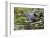 Wa, Juanita Bay Wetland, Great Blue Heron, Ardea Herodias-Jamie And Judy Wild-Framed Photographic Print