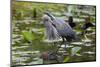 Wa, Juanita Bay Wetland, Great Blue Heron, Ardea Herodias-Jamie And Judy Wild-Mounted Photographic Print