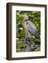 Wa, Juanita Bay Wetland, Great Blue Heron, Ardea Herodias-Jamie And Judy Wild-Framed Photographic Print