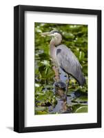 Wa, Juanita Bay Wetland, Great Blue Heron, Ardea Herodias-Jamie And Judy Wild-Framed Photographic Print