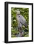 Wa, Juanita Bay Wetland, Great Blue Heron, Ardea Herodias-Jamie And Judy Wild-Framed Photographic Print