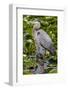 Wa, Juanita Bay Wetland, Great Blue Heron, Ardea Herodias-Jamie And Judy Wild-Framed Photographic Print