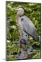 Wa, Juanita Bay Wetland, Great Blue Heron, Ardea Herodias-Jamie And Judy Wild-Mounted Photographic Print