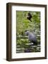 Wa, Juanita Bay Wetland, Great Blue Heron, Ardea Herodias-Jamie And Judy Wild-Framed Photographic Print