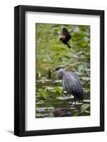 Wa, Juanita Bay Wetland, Great Blue Heron, Ardea Herodias-Jamie And Judy Wild-Framed Photographic Print