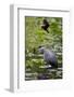 Wa, Juanita Bay Wetland, Great Blue Heron, Ardea Herodias-Jamie And Judy Wild-Framed Photographic Print