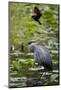 Wa, Juanita Bay Wetland, Great Blue Heron, Ardea Herodias-Jamie And Judy Wild-Mounted Photographic Print