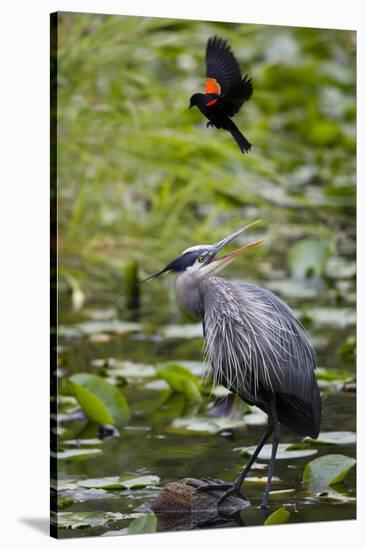 Wa, Juanita Bay Wetland, Great Blue Heron, Ardea Herodias-Jamie And Judy Wild-Stretched Canvas