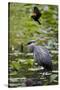 Wa, Juanita Bay Wetland, Great Blue Heron, Ardea Herodias-Jamie And Judy Wild-Stretched Canvas