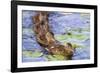 Wa, Juanita Bay Wetland, Mallard Ducklings, Anas Platyrhynchos-Jamie And Judy Wild-Framed Photographic Print