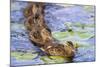 Wa, Juanita Bay Wetland, Mallard Ducklings, Anas Platyrhynchos-Jamie And Judy Wild-Mounted Photographic Print