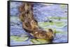 Wa, Juanita Bay Wetland, Mallard Ducklings, Anas Platyrhynchos-Jamie And Judy Wild-Framed Stretched Canvas