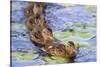 Wa, Juanita Bay Wetland, Mallard Ducklings, Anas Platyrhynchos-Jamie And Judy Wild-Stretched Canvas