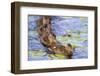 Wa, Juanita Bay Wetland, Mallard Ducklings, Anas Platyrhynchos-Jamie And Judy Wild-Framed Photographic Print