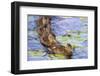 Wa, Juanita Bay Wetland, Mallard Ducklings, Anas Platyrhynchos-Jamie And Judy Wild-Framed Photographic Print