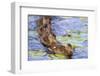 Wa, Juanita Bay Wetland, Mallard Ducklings, Anas Platyrhynchos-Jamie And Judy Wild-Framed Photographic Print