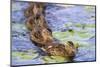 Wa, Juanita Bay Wetland, Mallard Ducklings, Anas Platyrhynchos-Jamie And Judy Wild-Mounted Photographic Print