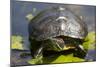 Wa, Juanita, Juanita Bay Wetland, Painted Turtle, Chrysemys Picta-Jamie And Judy Wild-Mounted Photographic Print