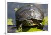 Wa, Juanita, Juanita Bay Wetland, Painted Turtle, Chrysemys Picta-Jamie And Judy Wild-Framed Photographic Print