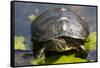 Wa, Juanita, Juanita Bay Wetland, Painted Turtle, Chrysemys Picta-Jamie And Judy Wild-Framed Stretched Canvas