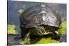 Wa, Juanita, Juanita Bay Wetland, Painted Turtle, Chrysemys Picta-Jamie And Judy Wild-Stretched Canvas