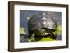 Wa, Juanita, Juanita Bay Wetland, Painted Turtle, Chrysemys Picta-Jamie And Judy Wild-Framed Photographic Print