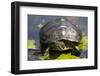 Wa, Juanita, Juanita Bay Wetland, Painted Turtle, Chrysemys Picta-Jamie And Judy Wild-Framed Photographic Print