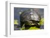 Wa, Juanita, Juanita Bay Wetland, Painted Turtle, Chrysemys Picta-Jamie And Judy Wild-Framed Photographic Print