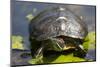 Wa, Juanita, Juanita Bay Wetland, Painted Turtle, Chrysemys Picta-Jamie And Judy Wild-Mounted Photographic Print