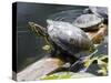 Wa, Juanita, Juanita Bay Wetland, Painted Turtles, Chrysemys Picta-Jamie And Judy Wild-Stretched Canvas