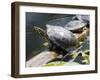 Wa, Juanita, Juanita Bay Wetland, Painted Turtles, Chrysemys Picta-Jamie And Judy Wild-Framed Premium Photographic Print