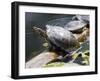 Wa, Juanita, Juanita Bay Wetland, Painted Turtles, Chrysemys Picta-Jamie And Judy Wild-Framed Premium Photographic Print