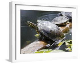 Wa, Juanita, Juanita Bay Wetland, Painted Turtles, Chrysemys Picta-Jamie And Judy Wild-Framed Premium Photographic Print