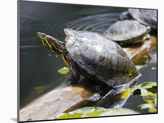 Wa, Juanita, Juanita Bay Wetland, Painted Turtles, Chrysemys Picta-Jamie And Judy Wild-Mounted Premium Photographic Print