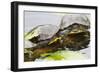 Wa, Juanita, Juanita Bay Wetland, Painted Turtles, Chrysemys Picta-Jamie And Judy Wild-Framed Photographic Print